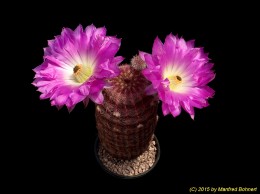 Echinocereus pectinatus 1255